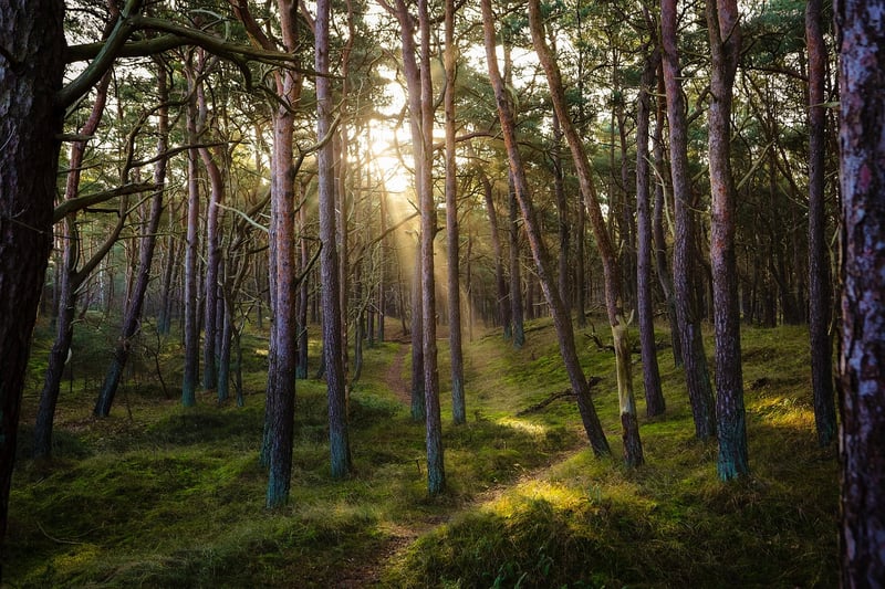 Forest setting